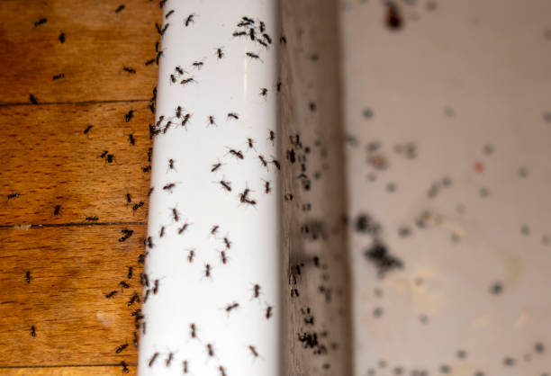 Flea Control Services in Thorp, WI