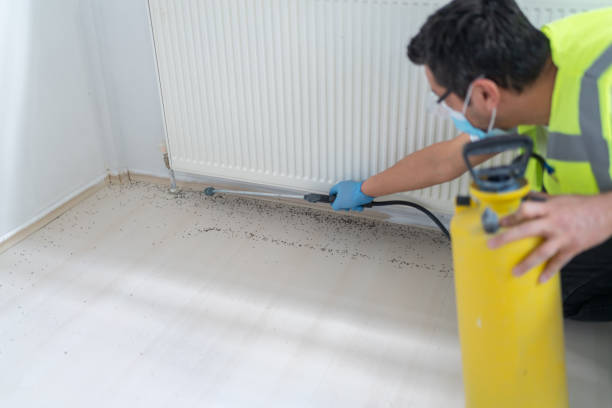 Best Wasp Removal Services  in Thorp, WI